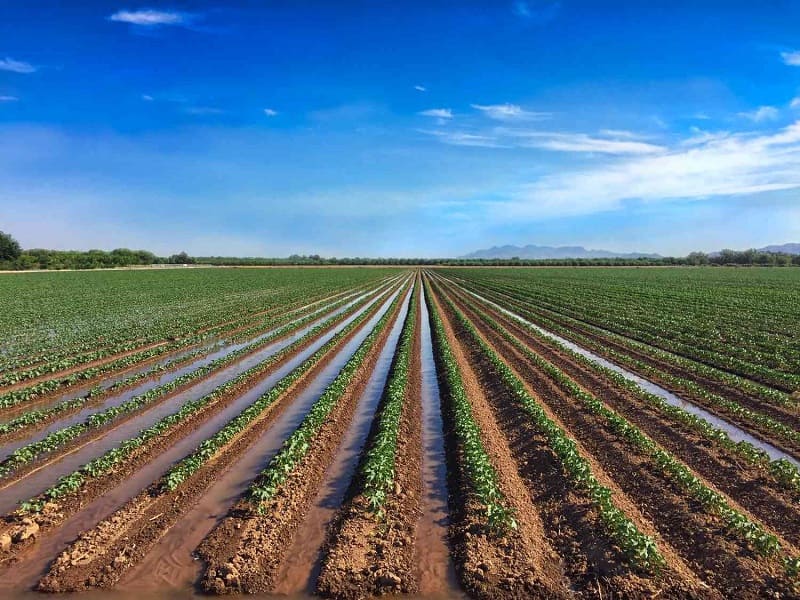 آبیاری زیر سطحی با لوله پلیکا